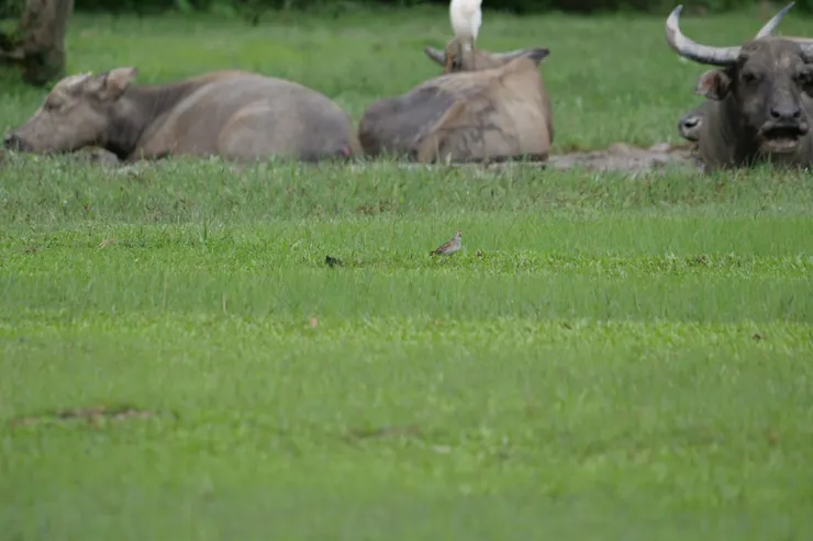 處於水牛群之中