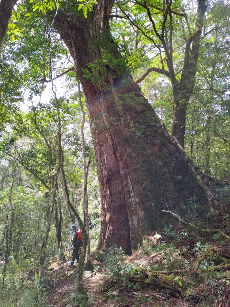 樹圍約13m的二老爺神木是往西丘斯登山路徑上的代表巨木