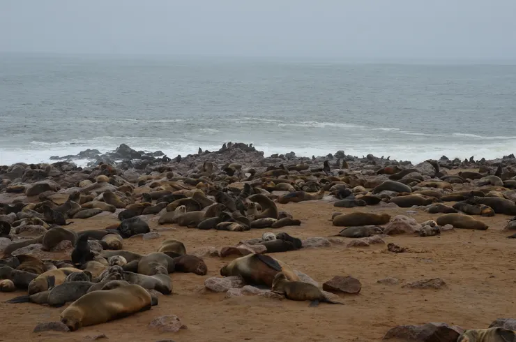 海豹族群在此繁衍生息