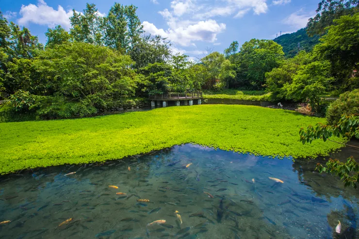 花蓮光復馬太鞍濕地孕育豐富的鳥類、蛙類、底棲性魚類等多樣化自然生態