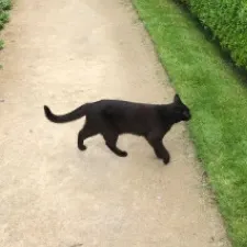 火藥小姐的沙龍