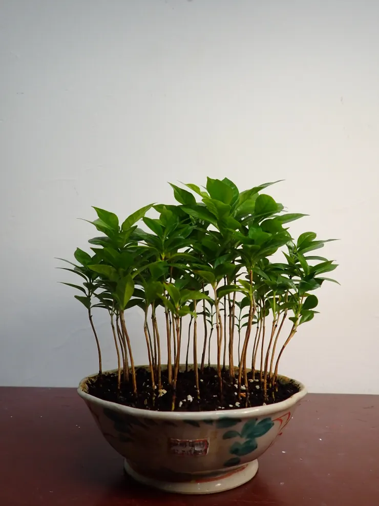 大安社大113.12.20