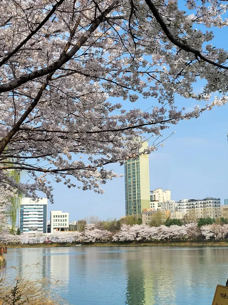 蠶室石村湖櫻花慶典
