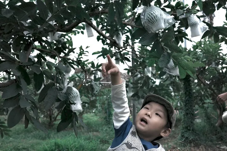 外婆，那顆可以摘了嗎？