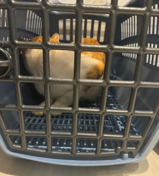 阿吉是隻膽小的貓咪，他害怕得不敢看我(轉頭)