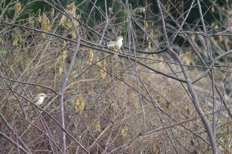 Yellow Eyed Babbler （上） Brown Shrike（下）