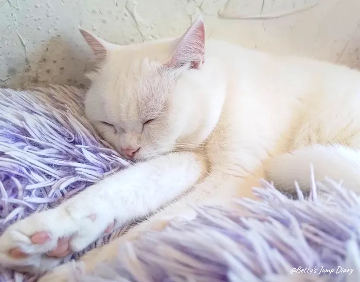 ▲龍潭「野薑花與貓」庭園餐廳/ 圖片來源:Betty's Jump Diary