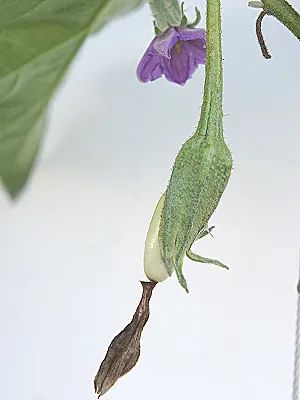 src