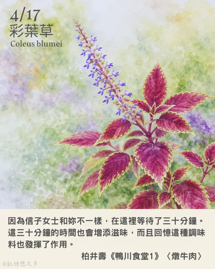 彩葉草 × 柏井壽《鴨川食堂1》〈燉牛肉〉