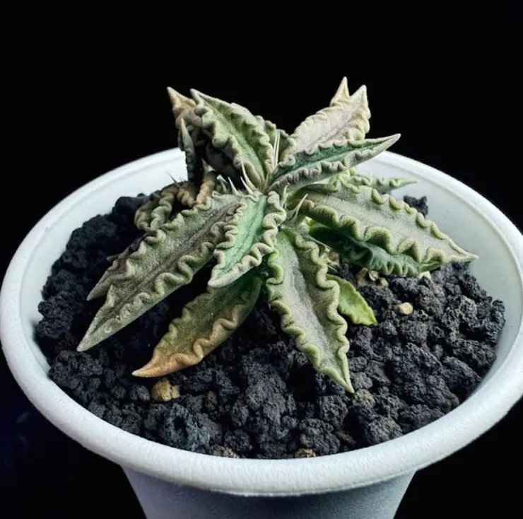 圖拉大戟(Euphorbia tulearensis)