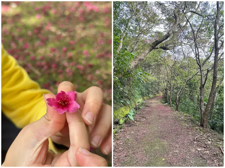 入口處落花較多，中間路段就比較少了