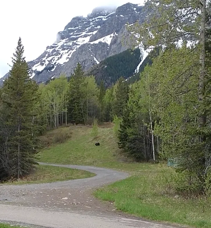 一隻出沒在景點#5附近的熊