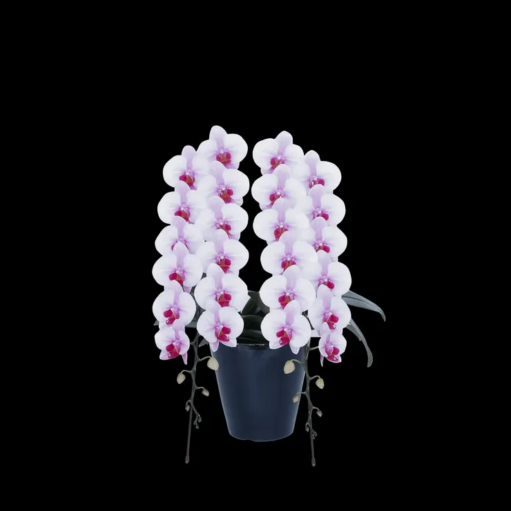 日本蘭花, 蘭花