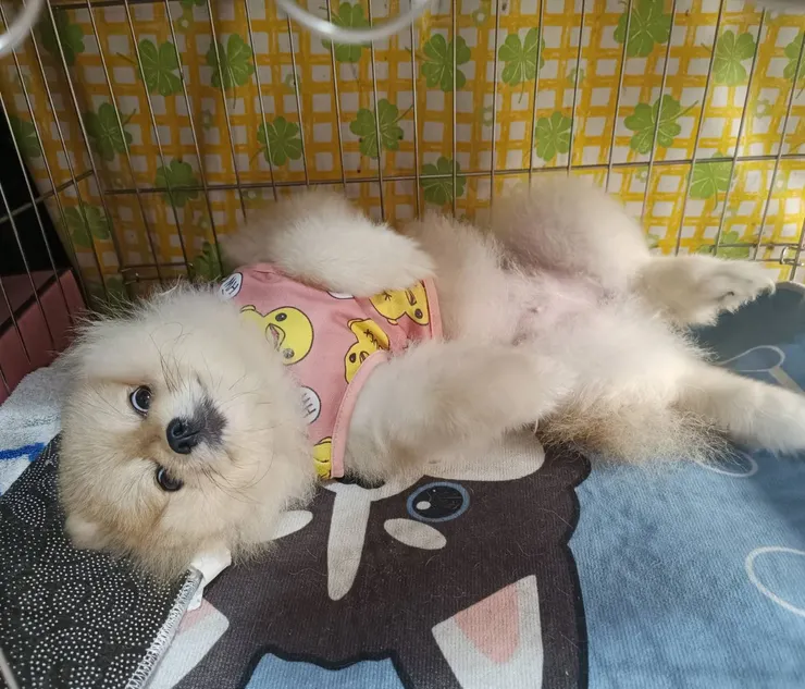 示範狗生驚嚇：😱（我到底看了什麼?）