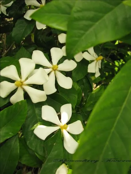 古人常稱梔子花為薝蔔花