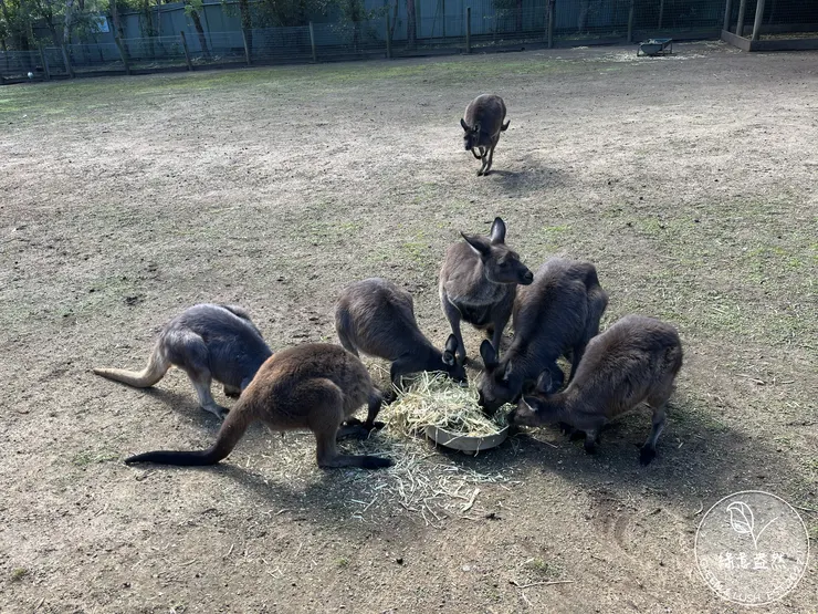 可愛的小袋鼠們在吃草，也可以購買飼料近距離餵食喔！
