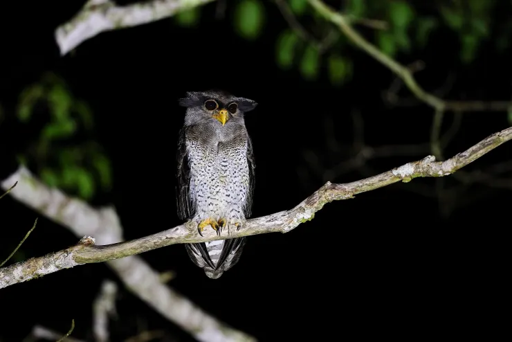 營地的保證班大貓貓：馬來雕鴞