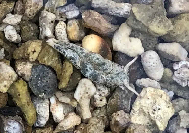 眼斑多葉鰓（海蛞蝓的一種）