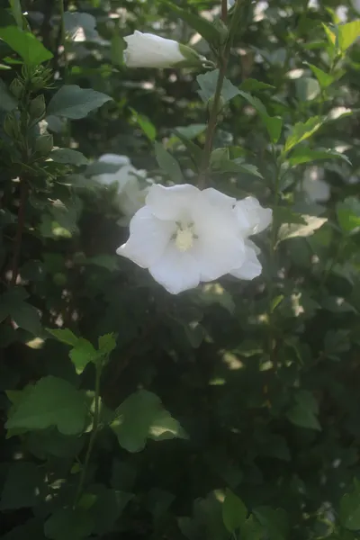 cookie islands_facebook