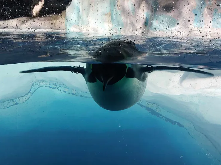 企鵝像個小飛機一樣游過來打招呼~