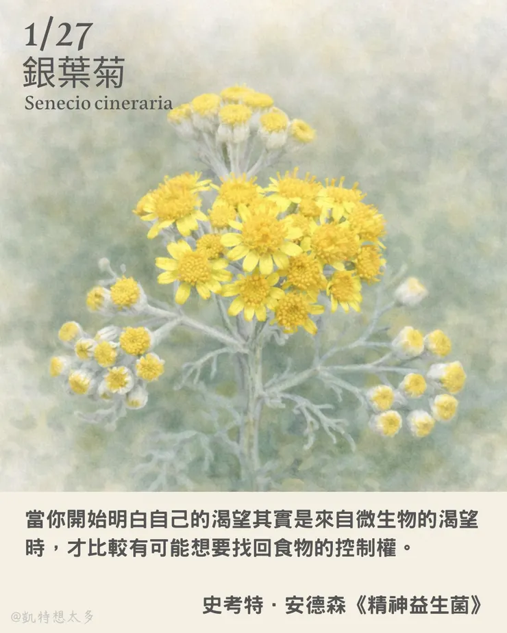 《一日一花・一句》｜1 月 27 日｜銀葉菊×史考特．安德森《精神益生菌》