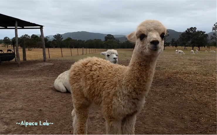 超級可愛羊駝農場🦙