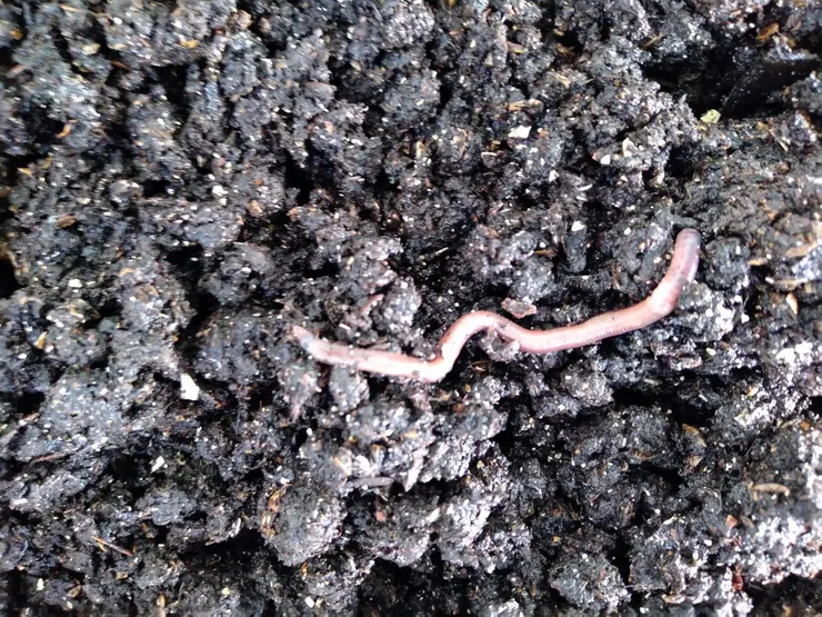 大地的尖兵土龍~蚯蚓