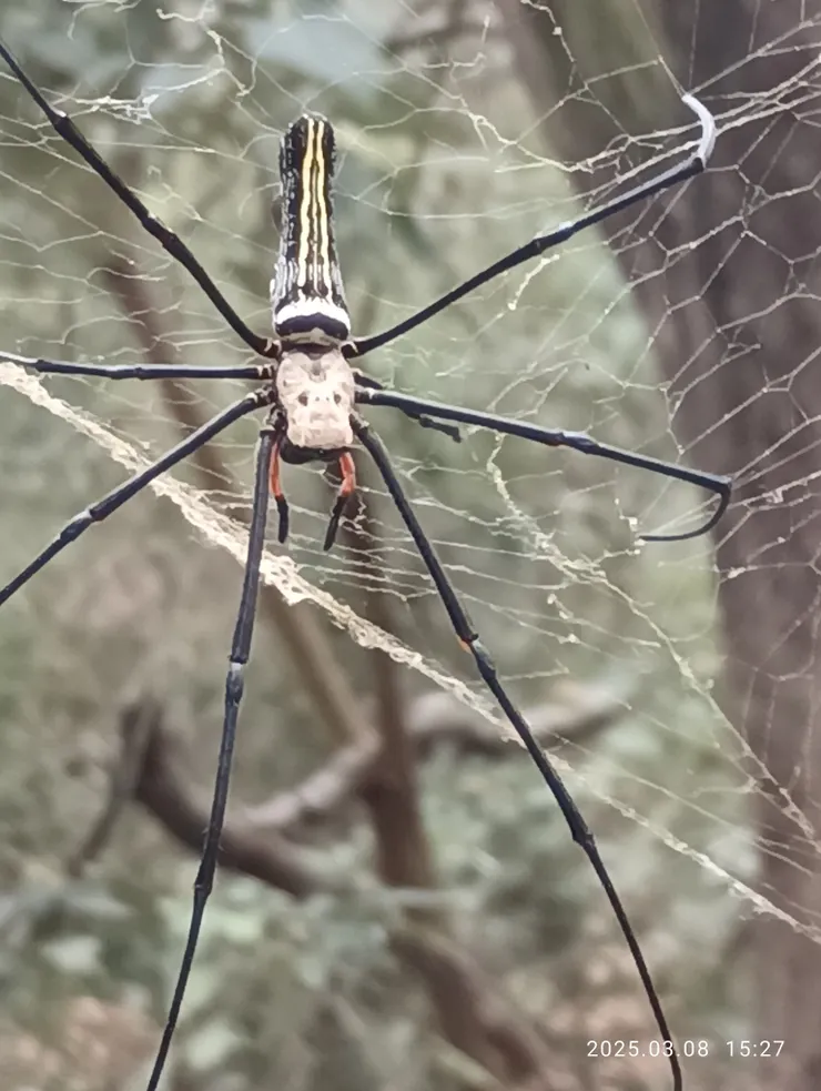 懸勾子旁的人面蜘蛛