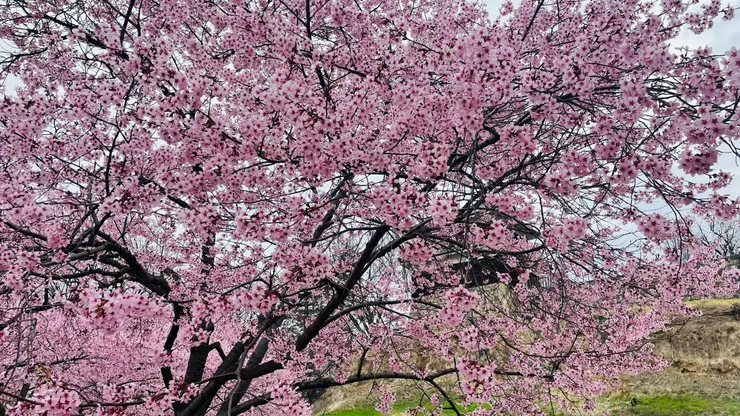 回到日本古代的感覺。