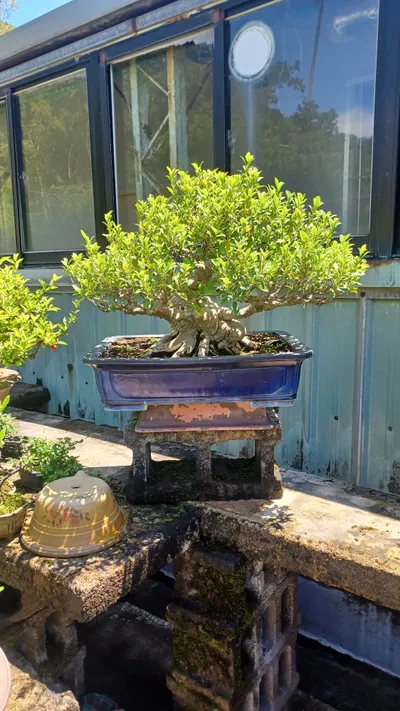 中品瓜子榕修剪與剔葉整理記錄