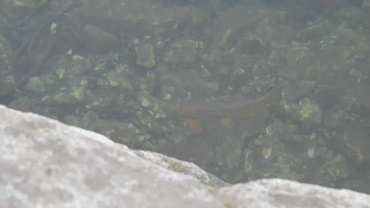 你是鱒魚嘛(? 雖然這麼講很地獄,但昨天在餐廳吃到你同類真的好好吃。