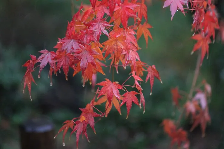 滴著水珠的楓葉，紅得濕潤，紅得安靜，是旅程中最細膩的凝視。