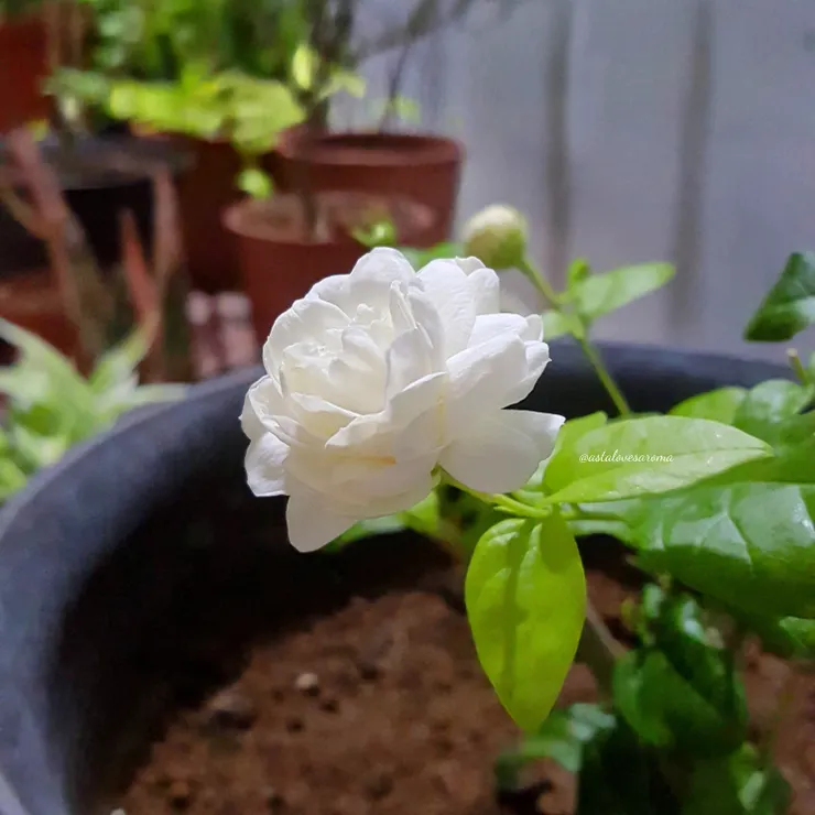 夜晚綻放的虎頭茉莉