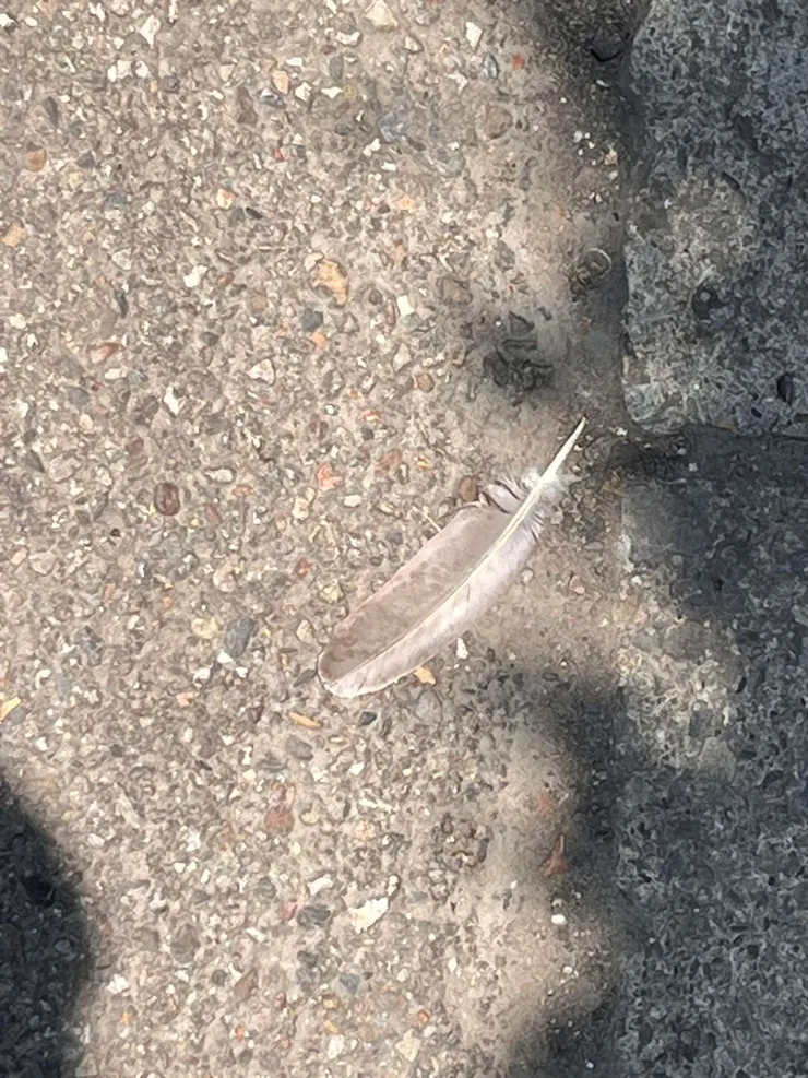 5/17註：跟雙生靈魂與原廠早餐餐敘結束後，在餐廳門口看見在我雙腳邊的羽毛