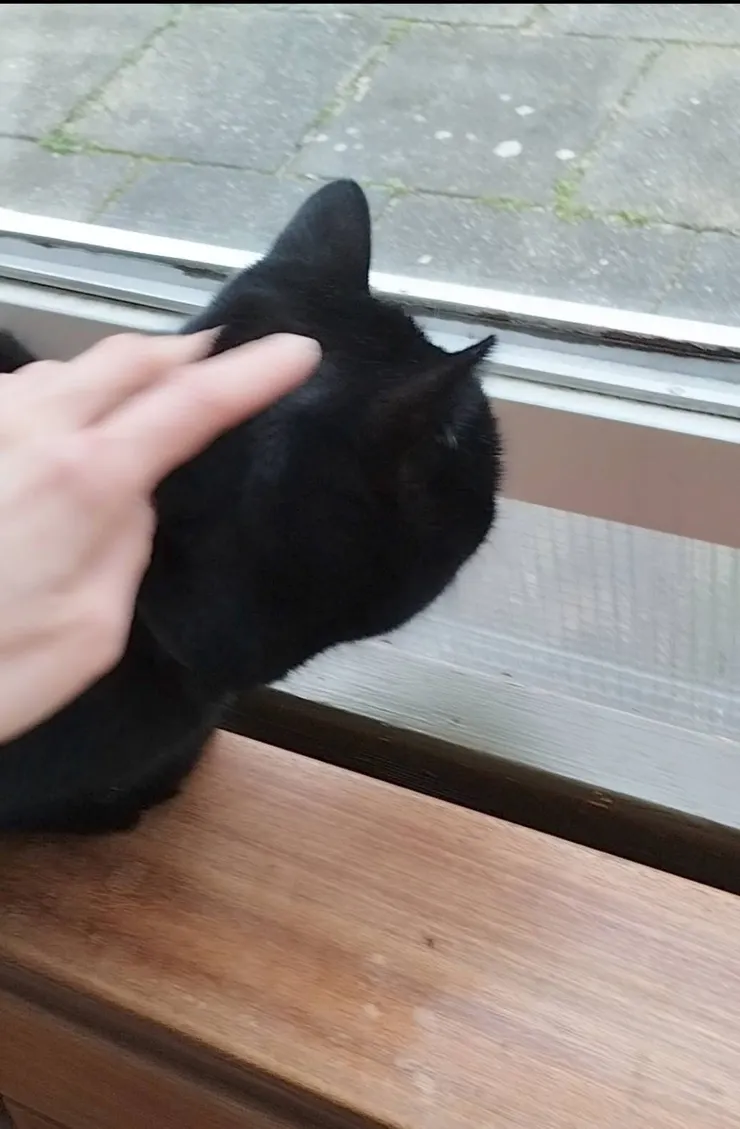 宿舍常駐貓咪Coco