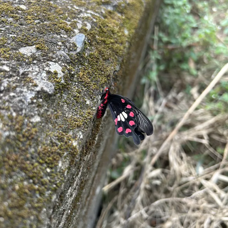 紅珠鳳蝶(學名: Pachliopta aristolochiae)