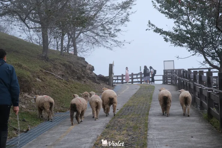 清境農場觀山牧區綿羊群