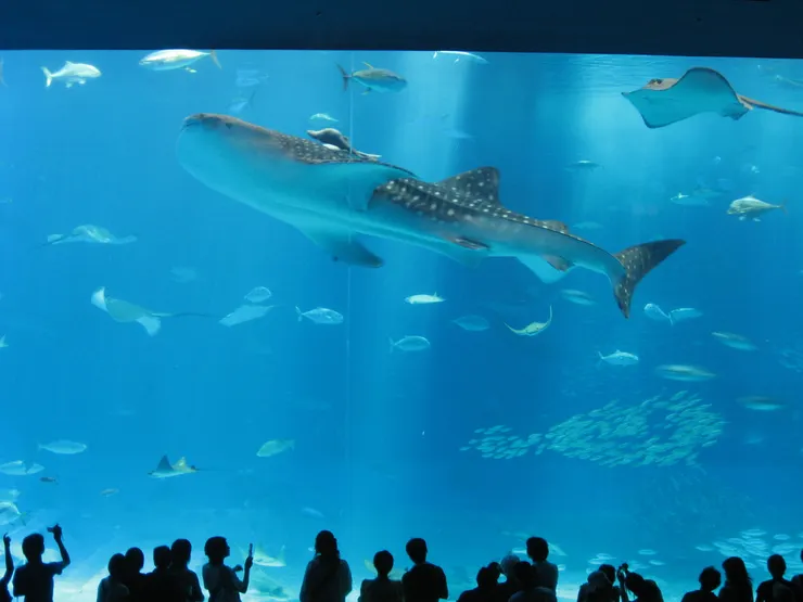 沖繩美海水族館