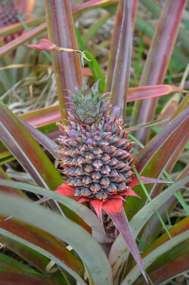 種了18個月的鳳梨開花結果了!