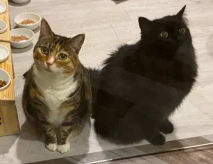 『姐弟貓』冬冬和黑黑，無法靠太近超過10秒，否則一隻會開始挑釁（黑黑），另一隻會開始哈氣（冬冬）。