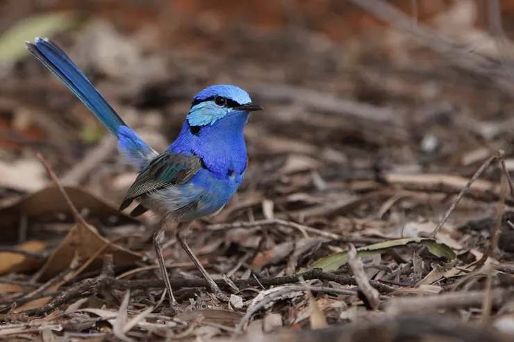 Splendid Fairywren