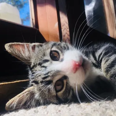 想要私訊留言都在蔓的悄悄話