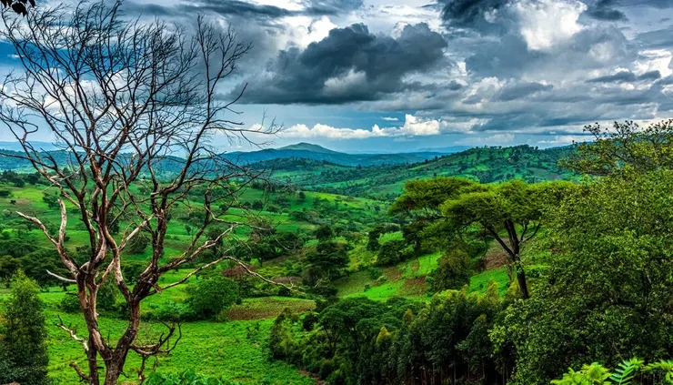 海拔多在 1,900–2,200 公尺之間，小農將成熟櫻桃送至當地處理站，以非洲棚架日曬方式緩慢乾燥，保留完整果香與甜感，形成標誌性的「古吉高地」風味輪廓。