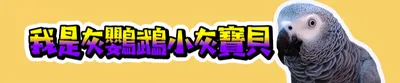 灰鸚鵡小灰寶貝的沙龍
