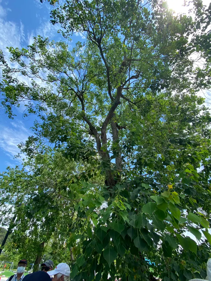 烏臼，也稱芎樹，質地堅硬細密，從前人會拿這種樹木來做陀螺