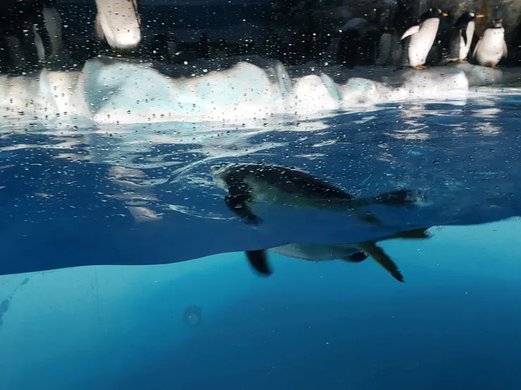 在水中暢遊的企鵝~