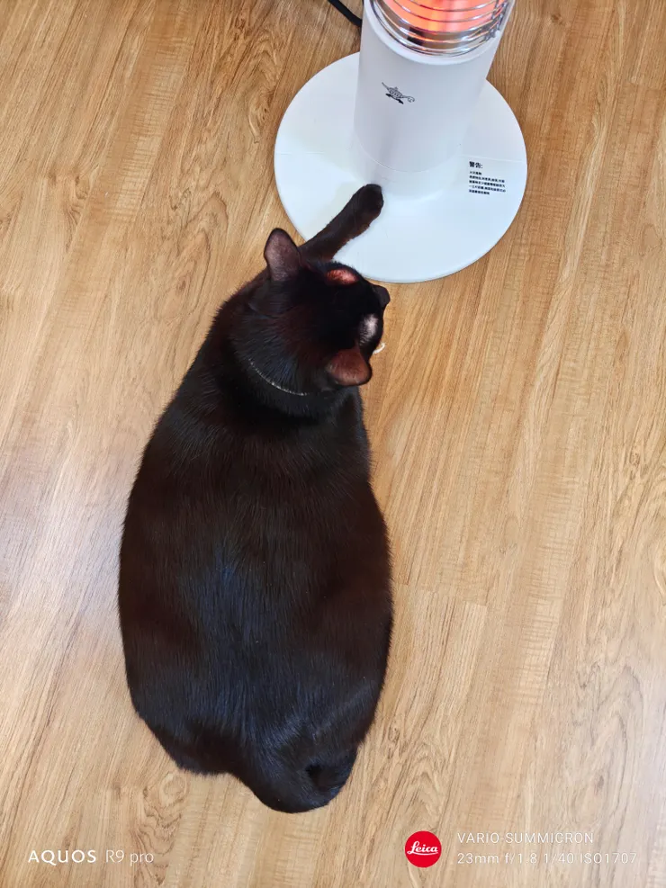 寵物也是手機攝影的一大重點題材。(SHARP AQUOS R9 pro,23mm)