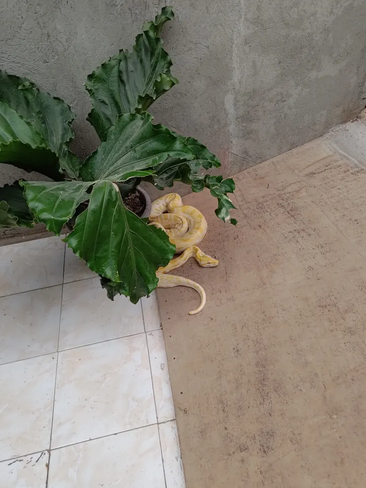 如果是小小的蟒蛇我覺得蠻可愛的