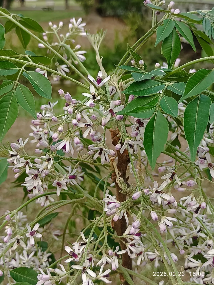 苦楝花初吐放，淡雅溫柔氣香，皆自拍攝