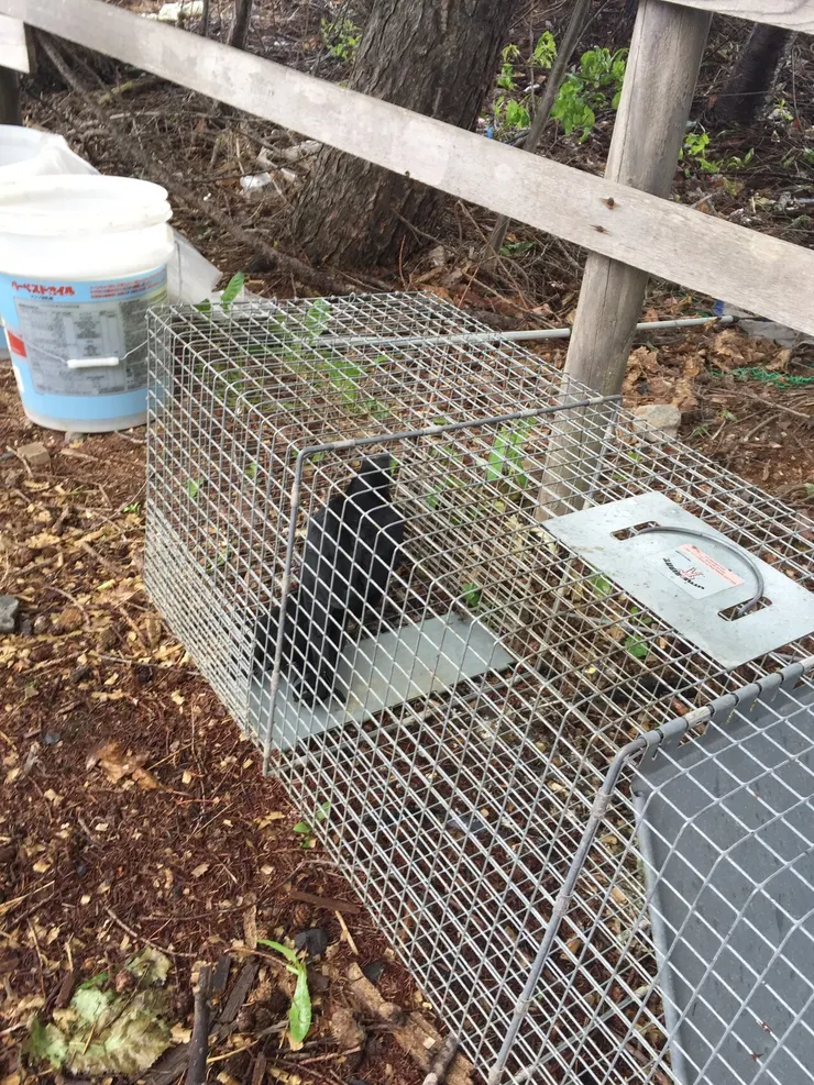 一隻貪吃的烏鴉中了陷阱